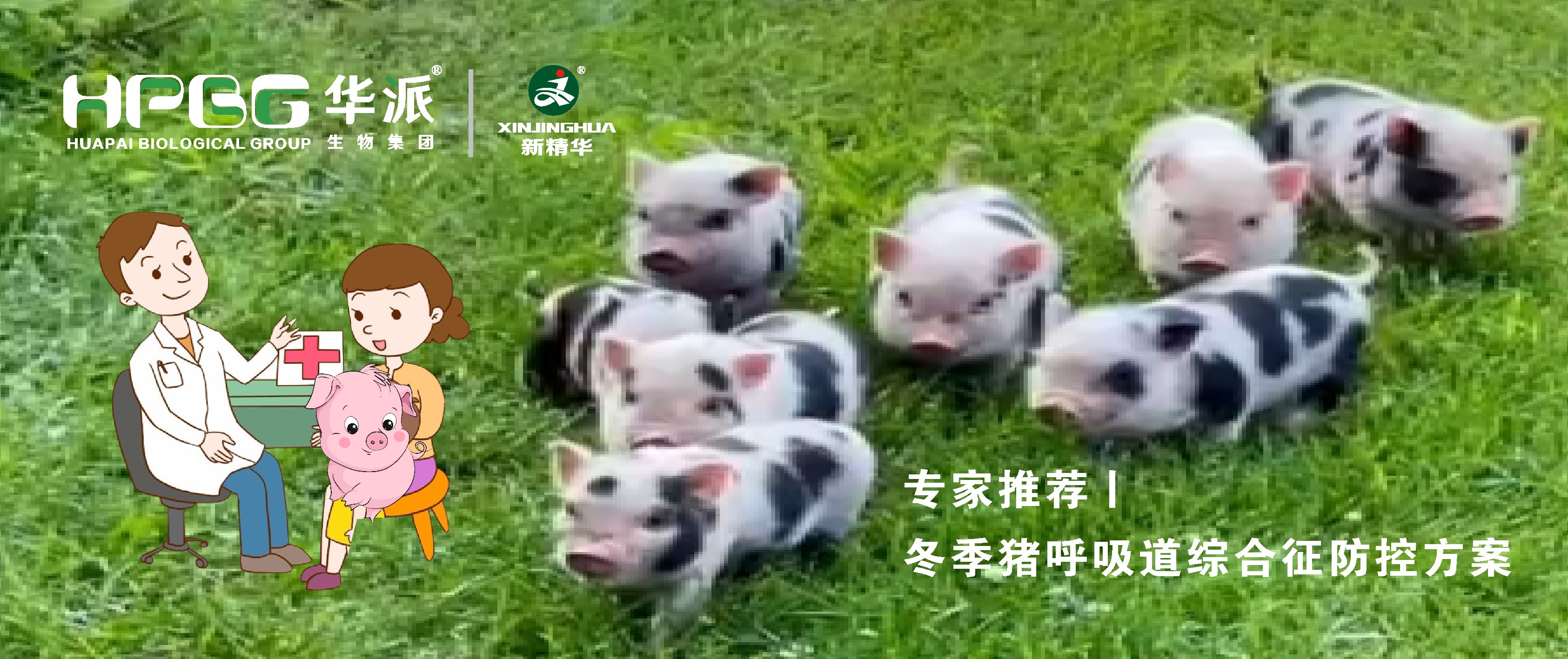 视频丨冬季猪呼吸路综合征防控规划，请收好&hellip;&hellip;
