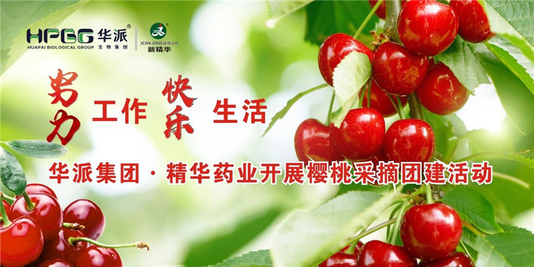 致力工作 欢乐生涯 | 华派集团&middot;J9集团药业发展樱桃采摘团建活动